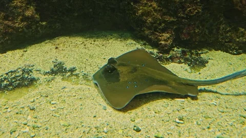 A  tropical stingray fish Stock Footage 267455264