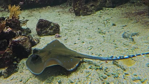 A tropical stingray fish Stock Footage 277544203