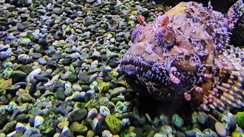 A tropical stone fish or bearded ghoul, Inimicus relaxing Stock Footage 296555689