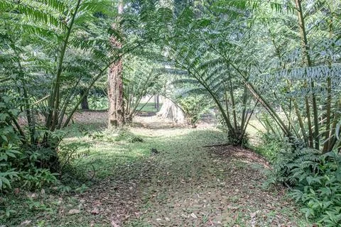 Tropical Stone Path Beneath Green Fern Arch Stock Photos