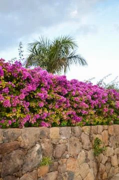 Tropical stone wall Stock Photos