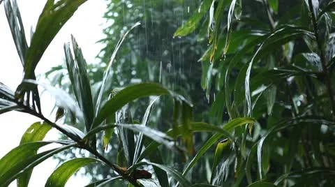 Tropical Storm, Cloudy, Raining, Mansoon Jungle Forest, Rainy Season, Heavy Rain Vídeos de archivo 8847397