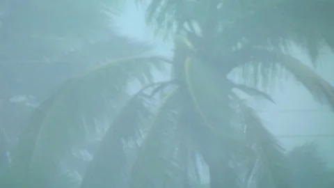 Tropical Storm Coconut Tree Stock Footage 84963483