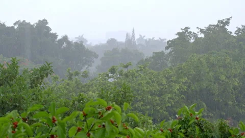 TROPICAL STORM Stock-Footage 250360418