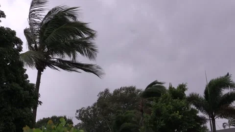 Tropical Storm Force Winds Blow Palm Trees Stock Footage 135043631