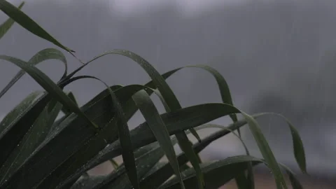 Tropical Storm Laura Stock Footage 137908095