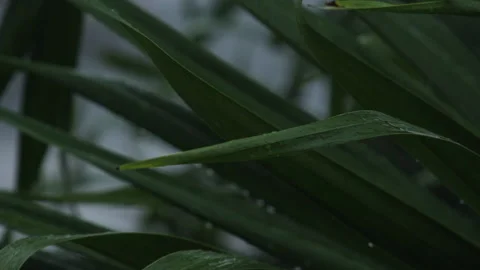 Tropical storm Laura Stock Footage 137908207