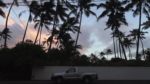 Tropical Storm Palm Trees Wind Blowing at Dusk, Hurricane Weather Stock Footage 132316480