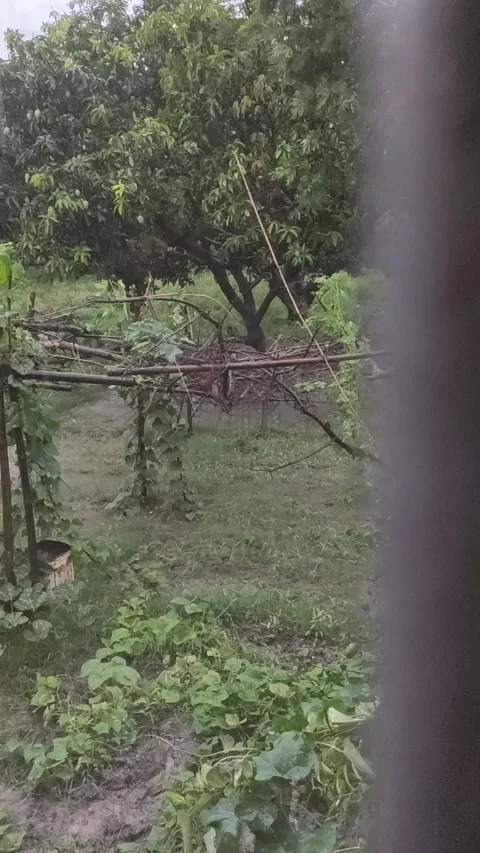 Tropical Storm through a window. Stock Footage 166740891