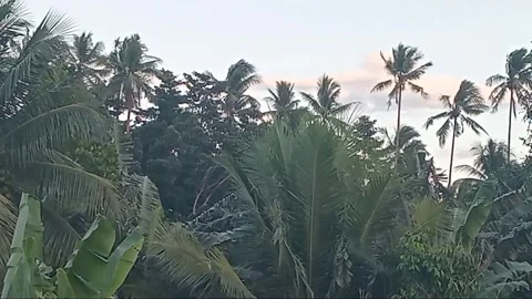 Tropical Storm Winds Shaking Trees and Plants in a Quiet Village Stock Footage 323562740