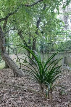 Tropical Strap Leaf Plant with Young Offshoots Stock Photos