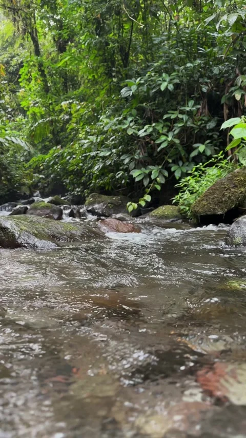 Tropical Stream Flowing Over Rocks, Lush Rainforest, Vertical Angle Stock Footage 325645477