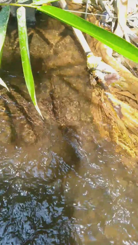Tropical Stream Flowing Over Rocks with Bamboo Leaves 4K Stock-Footage 341909638