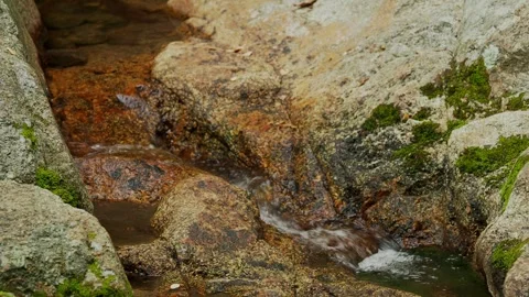 Tropical Stream Flowing Over Rocky Creek Bed Seamless Loop Видео 340376947