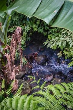 Tropical Stream Flowing Through Lush Jungle Foliage Stock Photos