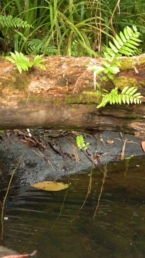 Tropical Stream Flowing Under Fallen Log in Palau Rainforest Stock Footage 331047661