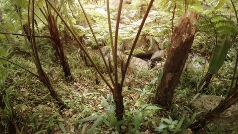 Tropical Stream Flows through Jungle in Thailand, with Sound Video stock 89717162