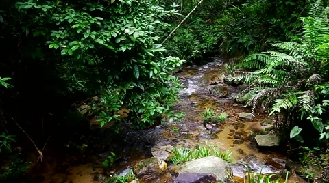 Tropical stream in the forest Stock Footage 56526854