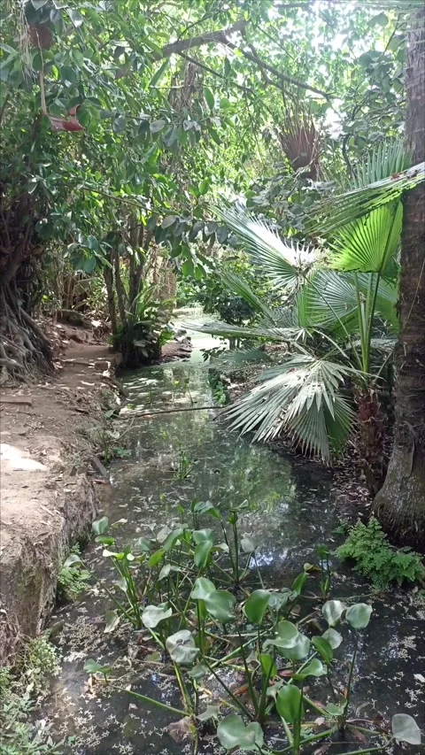 Tropical Stream with Palm Trees at Bouknadel Gardens Stock Footage 343689284