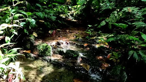 Tropical stream seen from above with clear fresh water Vidéo 336932936