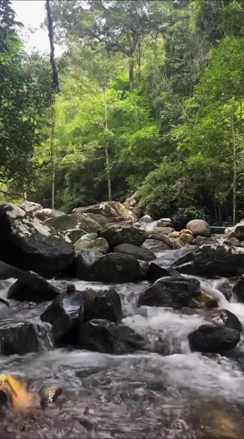 Tropical Stream Stone Rapids Stock Footage 341629166