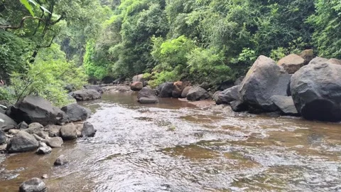 Tropical Stream Wide Shot Flowing Boulders Forest Stock Footage 341017577