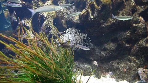 Tropical Submarine forest with fauna and Flora Stock Footage
