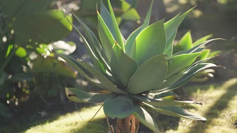 Tropical Succulent Palm Tree Cactus Plant Sunrise Sunset Vidéo 240312539