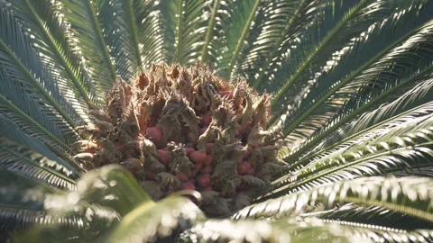 Tropical Succulent Palm Tree Cactus Plant Sunrise Sunset Stockbeeldmateriaal 240312548