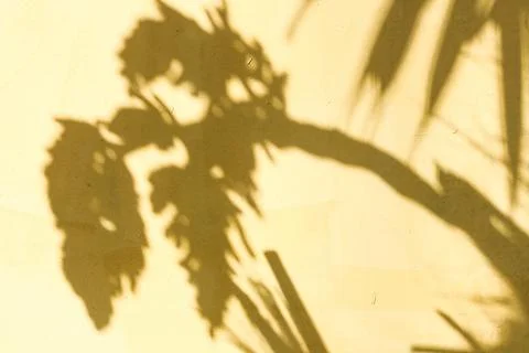 Tropical summer background Stock Photos