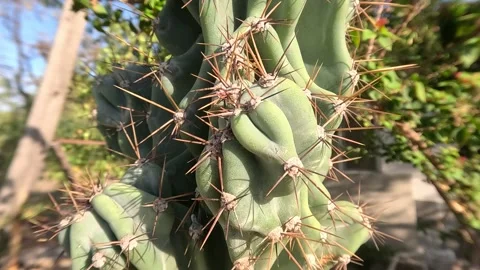Tropical Summer Cactus Flower Close-Up Moving Ambience 스톡 동영상 339975385