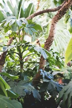 Tropical summer forest. Stock Photos