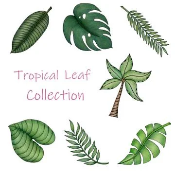 Tropical summer leaf collection in colored pencil illustration Stock Illustration