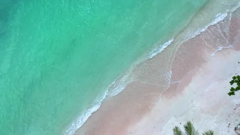 Tropical Summer palm  trees beach Stock Footage 200416622