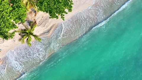 Tropical Summer palm trees beach  Stock Footage 200417063