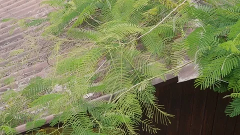 Tropical summer rain falling big rain drops falling down on straw roof in garden Stockbeeldmateriaal 127151359