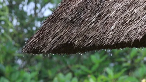 Tropical summer rain falling drops falling down on straw roof. Bali, Indonesia Stock Footage 74516746