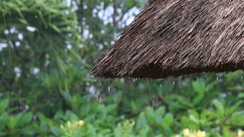 Tropical summer rain falling drops falling down on roof in garden. Indonesia Stock Footage 75564188