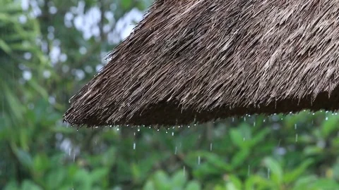 Tropical summer rain falling drops falling down on straw roof in Bali, Indonesia Stock Footage 83372247