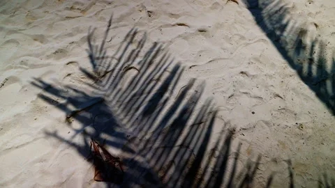 Tropical sunlight casting palm tree shadow swaying softly over white sand Stock Footage 308678632