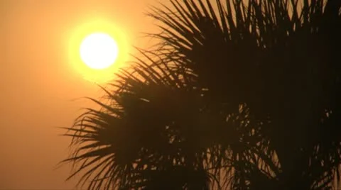 Tropical Sunrise and Palm Tree - HD 720 Stock Footage