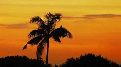 Tropical sunrise Видео 10726534