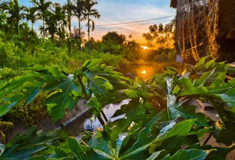 Tropical sunrise Foto stock