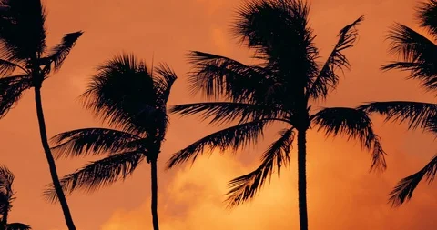 Tropical sunset Vídeo Stock 117638651