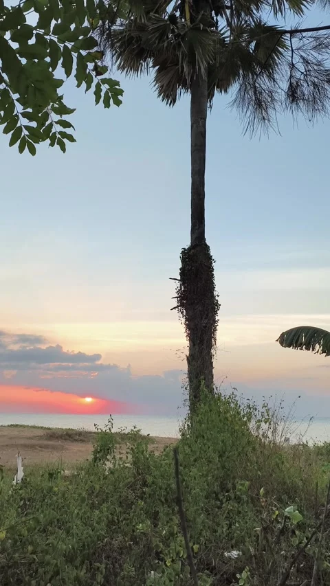 Tropical Sunset over Ocean with Palm Trees Silhouette Stock Footage 340489787