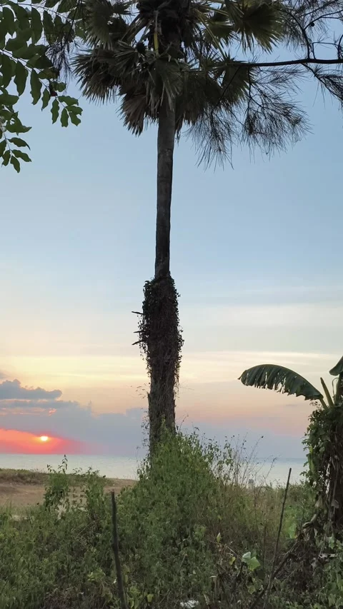Tropical Sunset over Ocean with Palm Tree Silhouette Stock Footage 340489791