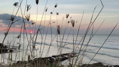 Tropical Sunset over Ocean with Silhouetted Beach Grass Video stock 341505649