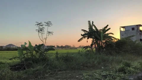 Tropical Sunset Over Rice Field and Banana Trees in Rural Village Stock Footage 340338454