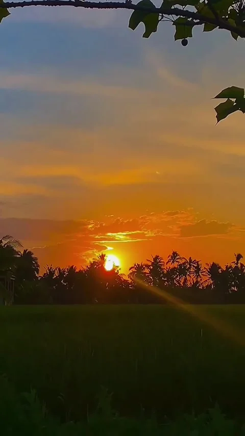 Tropical Sunset Over Rice Field Vídeos de archivo 341628818