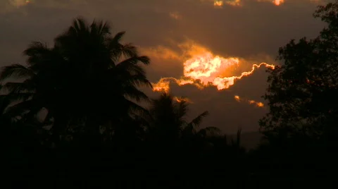 Tropical sunset with Palm tree Video stock 605807